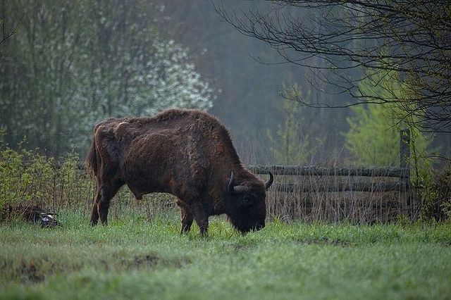 parque bialowieza bisonte
